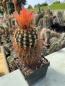 Preview: Notocactus muegelianus